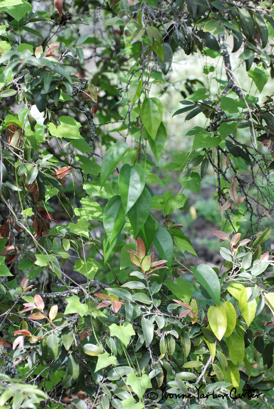 Native Vines - Mixed wild vines in Lama forest