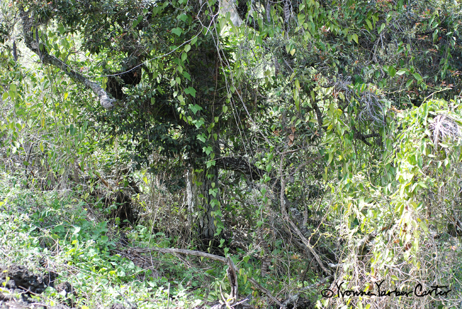 Native Vines - Seasonal burst of vine growth