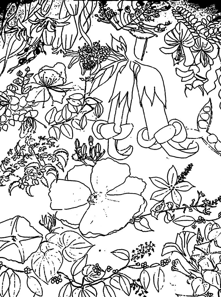 Lessons Nahelehele Dryland Forest Restoration