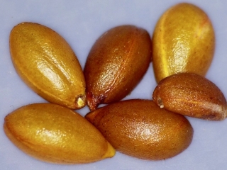 Diospyros sandwicensis seed