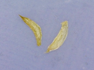 Metrosideros polymorpha seed