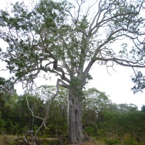 Metrosideros polymorpha tree
