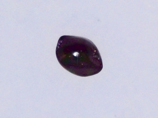 Dianella sandwicensis seed
